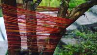 Kalava on Tree: નોકરીમાં વારંવાર આવે છે સમસ્યા ? તો આ ઝાડ પર બાંધી દો લાલ દોરો