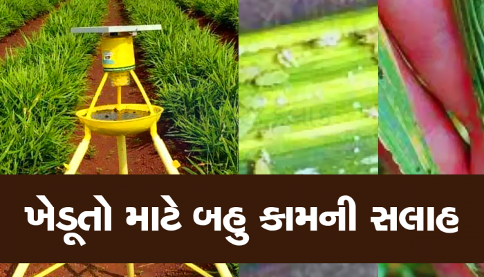 ખેતરમાંથી જીવાત ભગાડવાનો જોરદાર નુસ્ખો, એક લાઈટ બધી જીવાતોને ગળી જશે