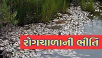 ગુજરાતના આ જિલ્લામાં અસંખ્ય માછલીઓનાં રહસ્યમય મોત, હવે રોગચાળો ફેલાવાની ભીતિ