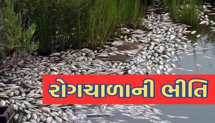 ગુજરાતના આ જિલ્લામાં અસંખ્ય માછલીઓનાં રહસ્યમય મોત, હવે રોગચાળો ફેલાવાની ભીતિ