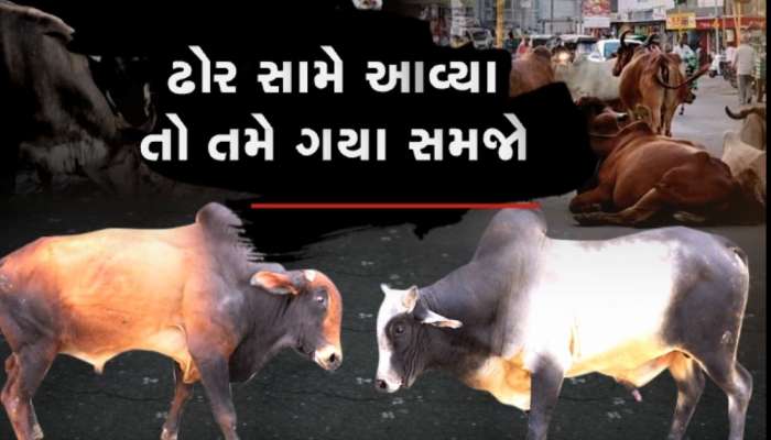 રાજ્યમાં રખડતાં ઢોરનો ત્રાસ, જામનગરમાં રસ્તા પર જતાં ઘોડાએ વૃદ્ધાને અડફેટે લીધા