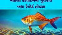 બ્લ્યૂ ઈકોનોમીમાં ગુજરાતનો મોટો ફાળો : દરિયાઈ માછલી ઉત્પાદનમાં દેશમાં બીજા નંબરે 