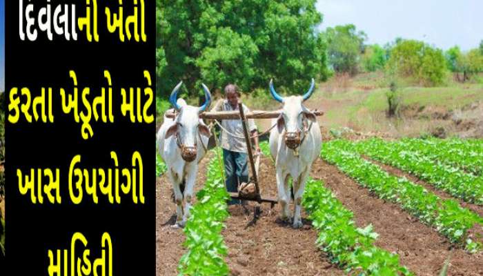 દિવેલા પાકોના વાવેતરમાં આ બાબતોનું નહીં રાખો ધ્યાન તો ફૂંકાશે દેવાળું!