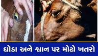ભેદી રોગના ઝપેટમાં આવ્યા ગુજરાતના મહામૂલા જાનવરો, પગ કામ કરતા બંધ થઈને સીધું મોત આવે