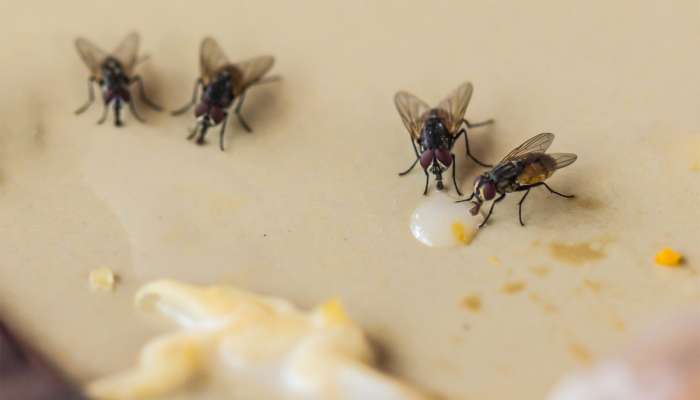House Flies: વરસાદી વાતાવરણમાં ઘરમાં રાખો આ 5 વસ્તુઓ, ઘરમાં નહીં ફરકે માખી સહિતના વરસાદી જીવજંતુઓ