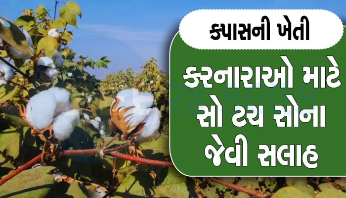 ખેડૂતો, કપાસના પાન રકાબી જેવા દેખાય તો ચેતી જજો! આ રીતે બચાવો તમારા કપાસના પાકને