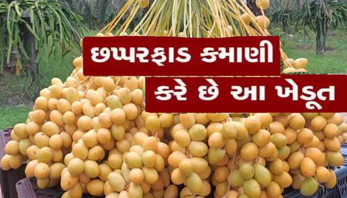 શિક્ષક ધારે તો શું ના કરે! બે ભાઈઓએ કરી ખારેકની ખેતી, વર્ષે કરે છે 15 લાખની કમાણી