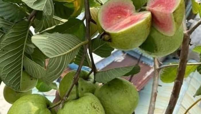 એક વર્ષમાં જ માલામાલ થવું હોય તો જાપાની જામફળની ખેતી કરો, ઓછા ખર્ચે થશે લાખોની કમાણી