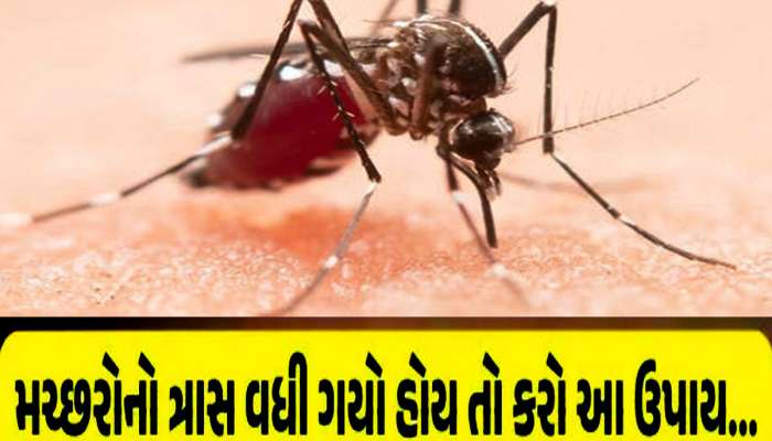 વરસાદમાં મચ્છરોના ત્રાસથી છૂટકારાના માત્ર 5 રૂપિયામાં 5 પાવરફૂલ ઉપાય! 5 મિનિટમાં કામ તમામ