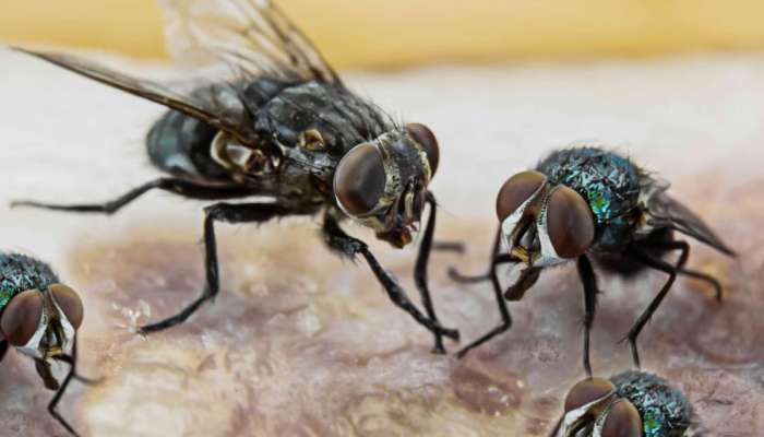 House Flies: ચોમાસામાં તમારા ઘરમાં નહીં ફરકે એક પણ માખી, પાડોશી પણ પુછવા આવશે સીક્રેટ, એવો જોરદાર છે આ ઉપાય