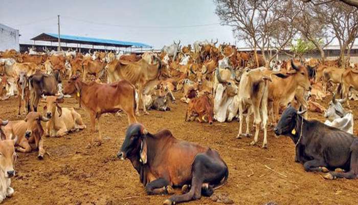 પશુપાલકો માટે મહત્ત્વના સમાચાર; ફરી પશુધનની વસ્તી ગણતરી કરી નવી યોજના લાવશે સરકાર