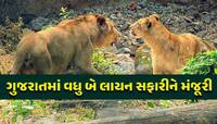 હવે કચ્છ અને ઉનામાં પણ સંભળાશે સિંહની ગર્જના, ગુજરાતમાં વધુ બે લાયન સફારીને મંજૂરી