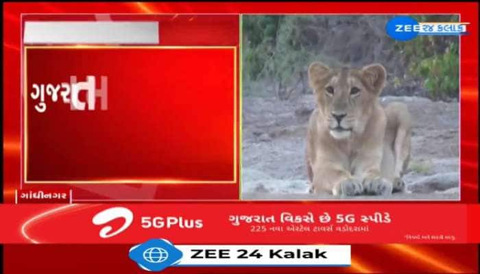 "વન વિભાગ 2025માં ગુજરાતમાં સિંહોની વસ્તી ગણતરી હાથ ધરશે": ફોરેસ્ટ ઑફિસર 