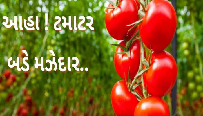 Tomato: નાના-મોટા સૌ કોઈએ રોજ ખાવા જોઈએ ટમેટા, જાણો ટમેટા ખાવાથી થતા લાભ