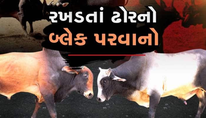 અમદાવાદમાં હપ્તો આપો અને ઢોર રસ્તા પર છોડી દો... સ્માર્ટ સિટીમાં રાત્રે ઢોર છૂટાં મૂ