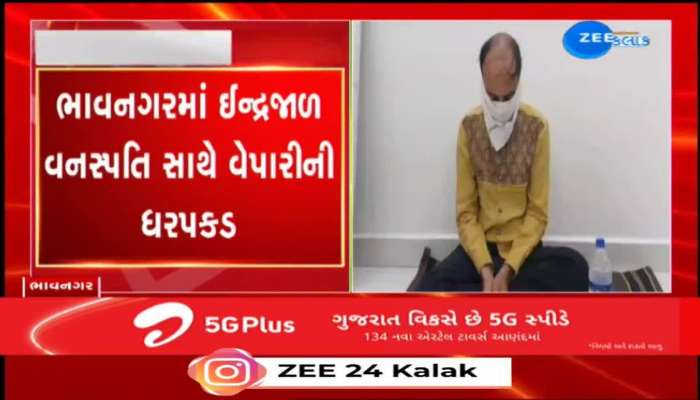 ભાવનગરમાં ઈન્દ્રજાળ વનસ્પતિ સાથે વેપારીની ધરપકડ, દરિયાઈ જીવ સૃષ્ટિની સંરક્ષિત વનસ્પતિ છે ઈન્દ્રજાળ...