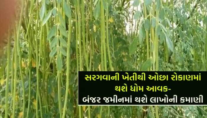 સરગવાની ખેતીમાં લખપતિ બની ગયો ગુજરાતનો ખેડૂત, વાર્ષિક કમાણી 20 લાખ રૂપિયા