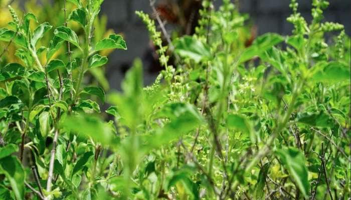 Tulsi leaves: આ પાંદડાને ખાલી પેટ રોજ ચાવો, ડાયાબિટીસ-બીપી રહેશે નિયંત્રણમાં! 