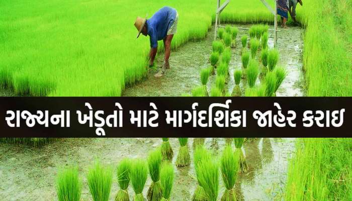 ડાંગરના પાકની ખેતી કરનારા ખેડૂતો માટે ગુજરાત સરકારે જાહેર કરી માર્ગદર્શિકા, જાણો શું કર્યા મહત્વપૂર્ણ સૂચનો