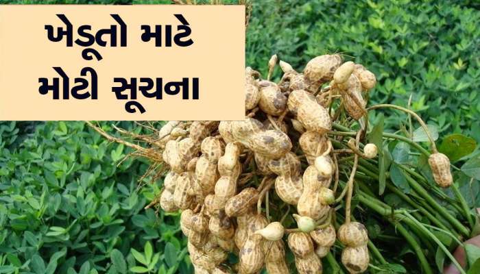 સરકારની ગુજરાતના ખેડૂતોને જરૂરી સૂચના, આટલુ કરશો તો મગફળીના પાકમાં નહિ પડે જીવાત 