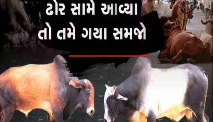 આ રસ્તાઓ પર નીકળતા સાવધાન! અનેક જિંદગી છીનવનાર રખડતા પશુ પર આણંદમાં અંકુશ ક્યારે આવશે?