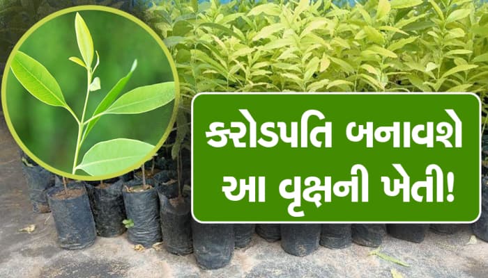 કરોડપતિ બનાવશે આ વૃક્ષની ખેતી, ફક્ત આટલું ધ્યાન રાખીને શરૂ કરી દો ફાર્મિંગ!