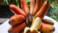 Red Banana: પીળા કેળા છોડો લાલ કેળા ખાવા લાગો, ફર્ટીલિટી વધારવા સહિતના આ 4 ફાયદા થશે