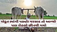 બેટ બન્યા ગુજરાતના ખેતરો! હવે 40થી 50 ટકા તૈયાર પાક ફેલ, જગતના તાતની માઠી દશા