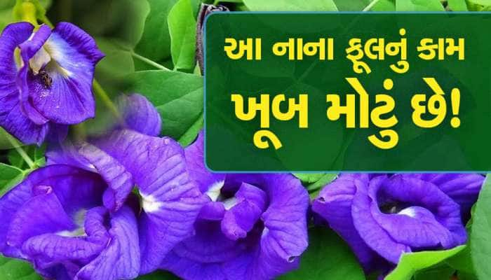 ઘણી ઔષધિય વનસ્પતિને પાછળ છોડે છે આ ફૂલ, એકથી એક ચઢિયાતા રોગ માટે અસરકારક