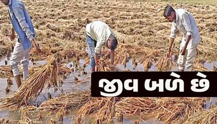 ધરતીપુત્રોને માથે આવી ગયું મોટું સંકટ! કુદરતની થપાટ તો જુઓ! આ પાકોને સોથ વાળી દીધો...