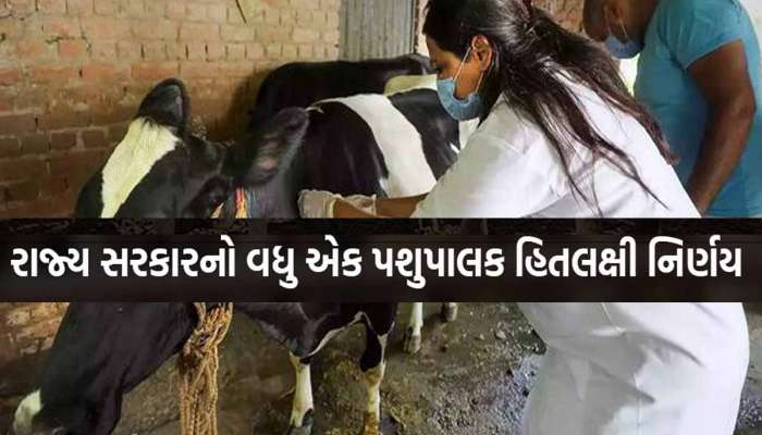 વાહ! ગાયને વાછરડી અને ભેંસને પાડી જ જન્મે એવી ટેકનોલોજી આવી! બીજદાનના ભાવ ઘટ્યા