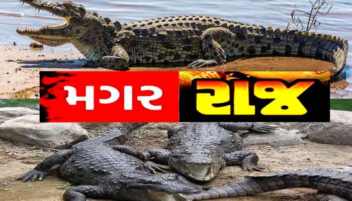 રોડ-રસ્તા બાદ હવે પુલ પર ચઢ્યો મગર! ગુજરાતના આ શહેરમાં રહેવા 56 ની છાતી જોઈએ!