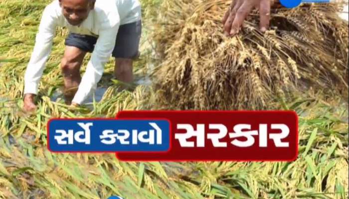ગુજરાતમાં ભારે વરસાદથી 12 જિલ્લામાં મોટું નુકસાન! 4 હજારથી વધુ ગામોની ખેતી ગઈ સાવ નિષ્ફળ