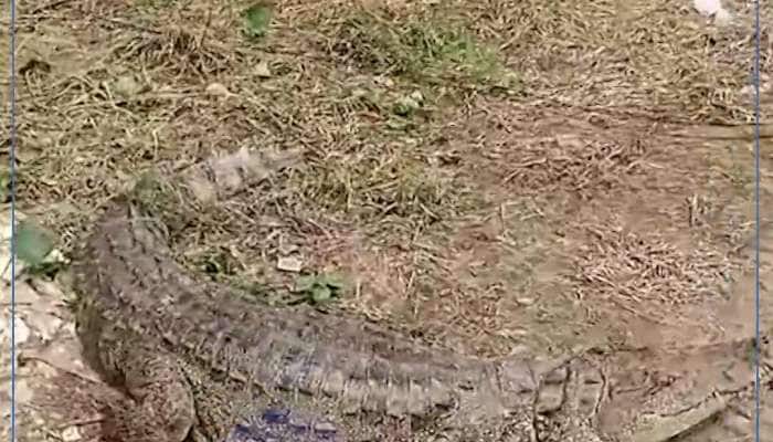 વડોદરાના નવલખી મેદાનમાં મગર આવી ચઢતા લોકોના શ્વાસ અધ્ધર, જુઓ 5 ફૂટ લાંબા મગરનું Live રેસ્ક્યું