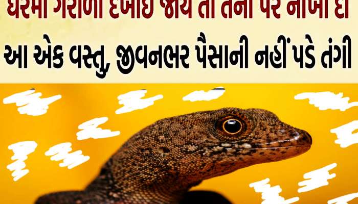 ઘરમાં ગરોળી દેખાય તો તેના પર નાંખી દો આ બે વસ્તુ, ક્યારે નહીં રહે પૈસાની કમી...