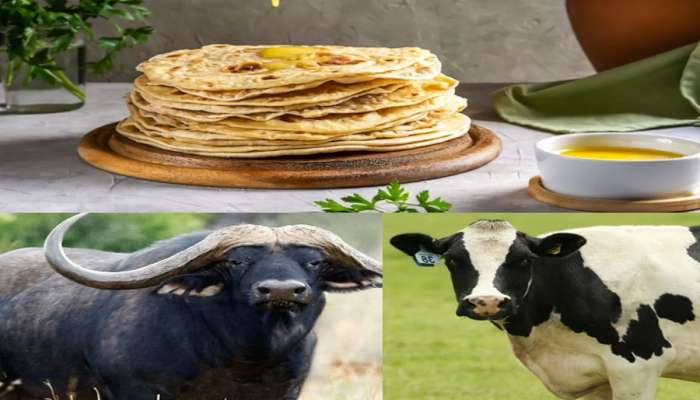 શું ભેંસ કરતા વધુ પાવરફૂલ ગણાય છે ગાયનું ઘી? જાણો ડોક્ટરો પોતે ખાય છે કયું ઘી