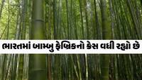 કોઈએ વિચાર્યું નહીં હોય એક દિવસ આવા કપડાં પહેરીશું! આ ક્ષેત્રમાં વધી રહ્યા છે વેપારી