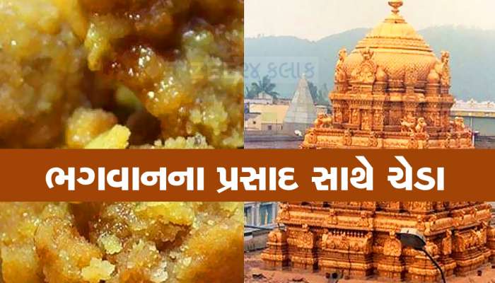 ઓ બાપ રે! તિરુપતિ મંદિરના લાડુના પ્રસાદમાં માછલીનું તેલ, રિપોર્ટમાં મોટો ખુલાસો 