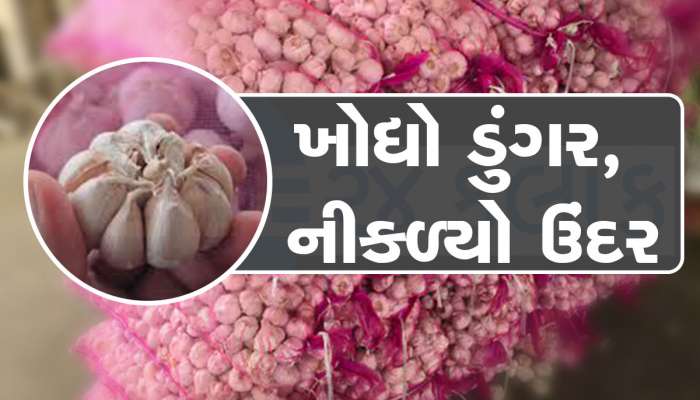 જેના માટે આખા ગામમાં હંગામો કર્યો, ગોંડલ માર્કેટ યાર્ડનું એ ચાઈનીઝ લસણ ન હતું