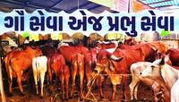 ગાયો પીવે છે 70 રૂ. લીટર પાણી! વાછરડાને પવાય છે બધુ દૂધ, કરાય છે બીમાર ગાયોની સેવા