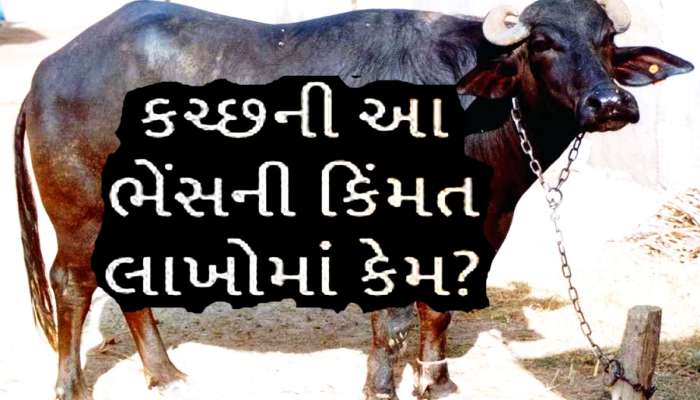 લાખો રૂપિયા છે ગુજરાતના આ પશુધનની કિંમત! અંદાજો લગાવો શું હશે દૂધનો ભાવ