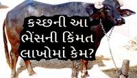 લાખો રૂપિયા છે ગુજરાતના આ પશુધનની કિંમત! અંદાજો લગાવો શું હશે દૂધનો ભાવ