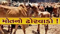 રાજકોટમાં પશુના મોત મામલે રાજકારણ ગરમાયું! છેલ્લા 90 દિવસમાં 756 જેટલા પશુઓના મોત