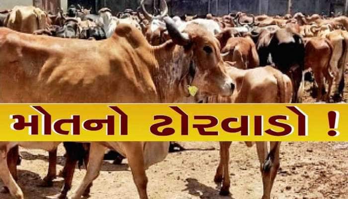 રાજકોટમાં પશુના મોત મામલે રાજકારણ ગરમાયું! છેલ્લા 90 દિવસમાં 756 જેટલા પશુઓના મોત