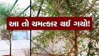 1000 વર્ષ જૂના બીજમાંથી ઉગાડાયું વૃક્ષ, બાઈબલમાં તે ચમત્કારિક કહેવાયું હતું