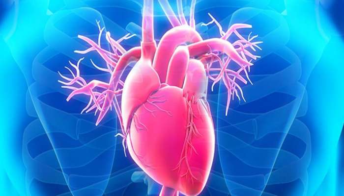 Healthy Heart: હૃદય સંબંધિત રોગથી બચવું હોય તો રોજ કરો આ 2 કામ, હંમેશા હેલ્ધી રહેશે હાર્ટ