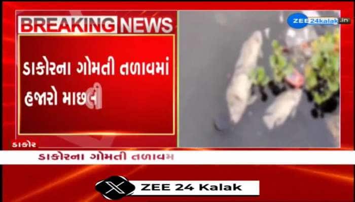 ડાકોર: ગોમતી તળાવમાંથી મોટી સંખ્યામાં માછલીઓ મૃત હાલતમાં મળી;જળમાં સફાઈ ન હોવાનો સ્થાનિકોનો આક્ષેપ