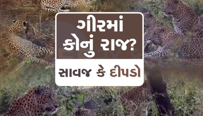 એક જંગલમાં બે રાજા! ગીર જંગલમાં જોવા મળ્યા દીપડાના ટોળેટોળા, અદભૂત દ્રશ્યો કેદ