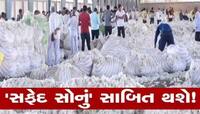 આ વર્ષે ગુજરાતમાં ખેડૂતોને કપાસના પૂરતા ભાવ કેમ નથી મળી રહ્યા, શું છે કારણ?