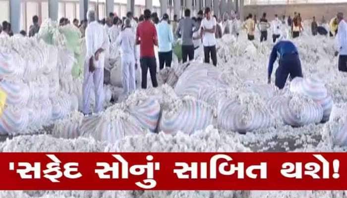 આ વર્ષે ગુજરાતમાં ખેડૂતોને કપાસના પૂરતા ભાવ કેમ નથી મળી રહ્યા, શું છે કારણ?